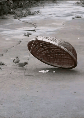 老王四十岁了，才娶上老婆，把小媳妇儿宠得像宝，今天突发奇想，弄几只麻雀给媳妇儿玩