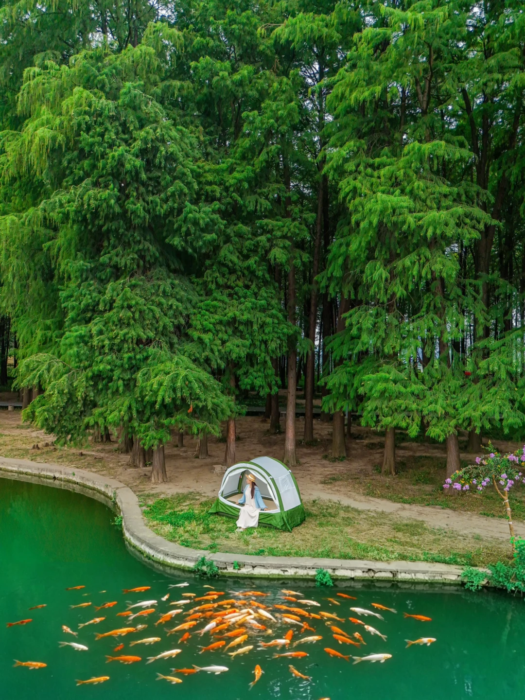 秋天别挤东湖绿道了，来汉阳水杉林露营吧🏕️