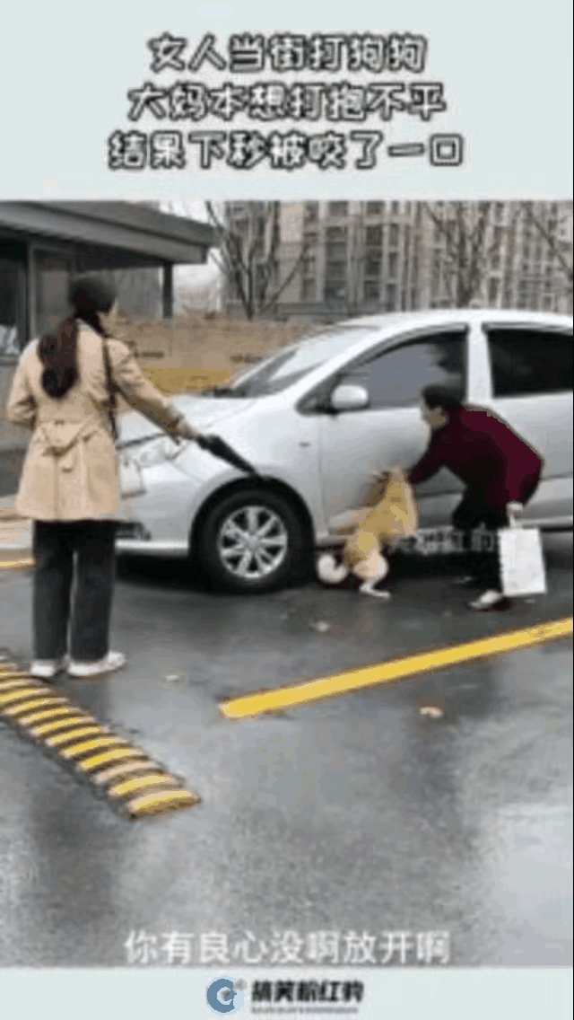 这个费用该谁出？大街上遛狗引发的纠纷，真是公说公有理婆说婆有理，但这事根本