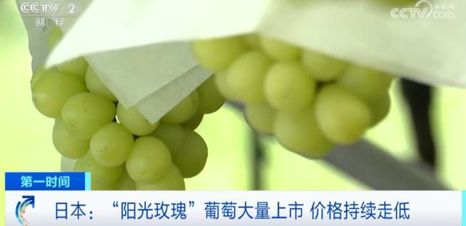 日本大概很后悔把阳光玫瑰葡萄引入中国，辛苦杂交、培育了接近30年的优质品