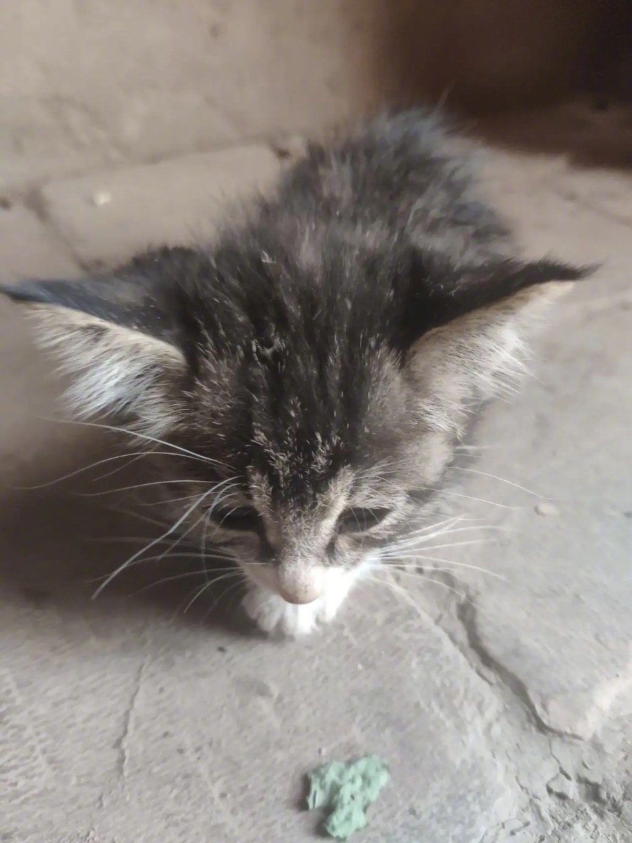 网友分享：十天前捡的小奶猫，成功存活了[红脸笑][红脸笑]。并且不拉肚子了，而且还长肉肉