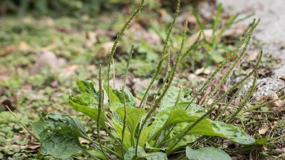 农村常见的“草”, 好吃还能种, 这东西你认识吗?