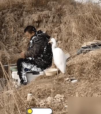 “鸟都知道要有分寸边界感！”陕西，一男子去河边钓鱼，突然看到一旁的钓友大哥身边站
