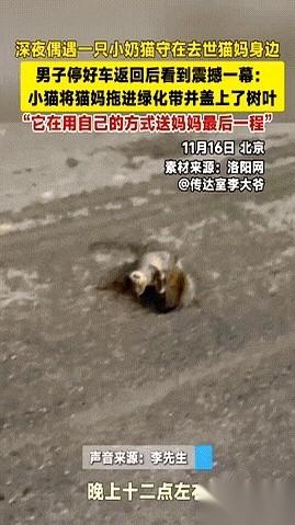 深夜，北京，一个还没巴掌大的小奶猫，在给自己刚被撞死的妈妈，办一场葬礼。别笑，