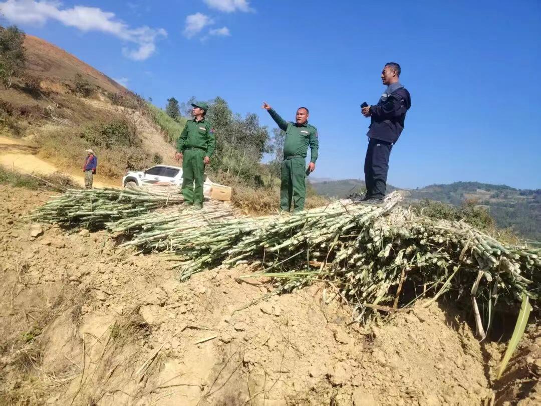 果敢同盟军把甘蔗种进了大山深处！目前缅北地区的甘蔗，正在每天大量的往云南省边