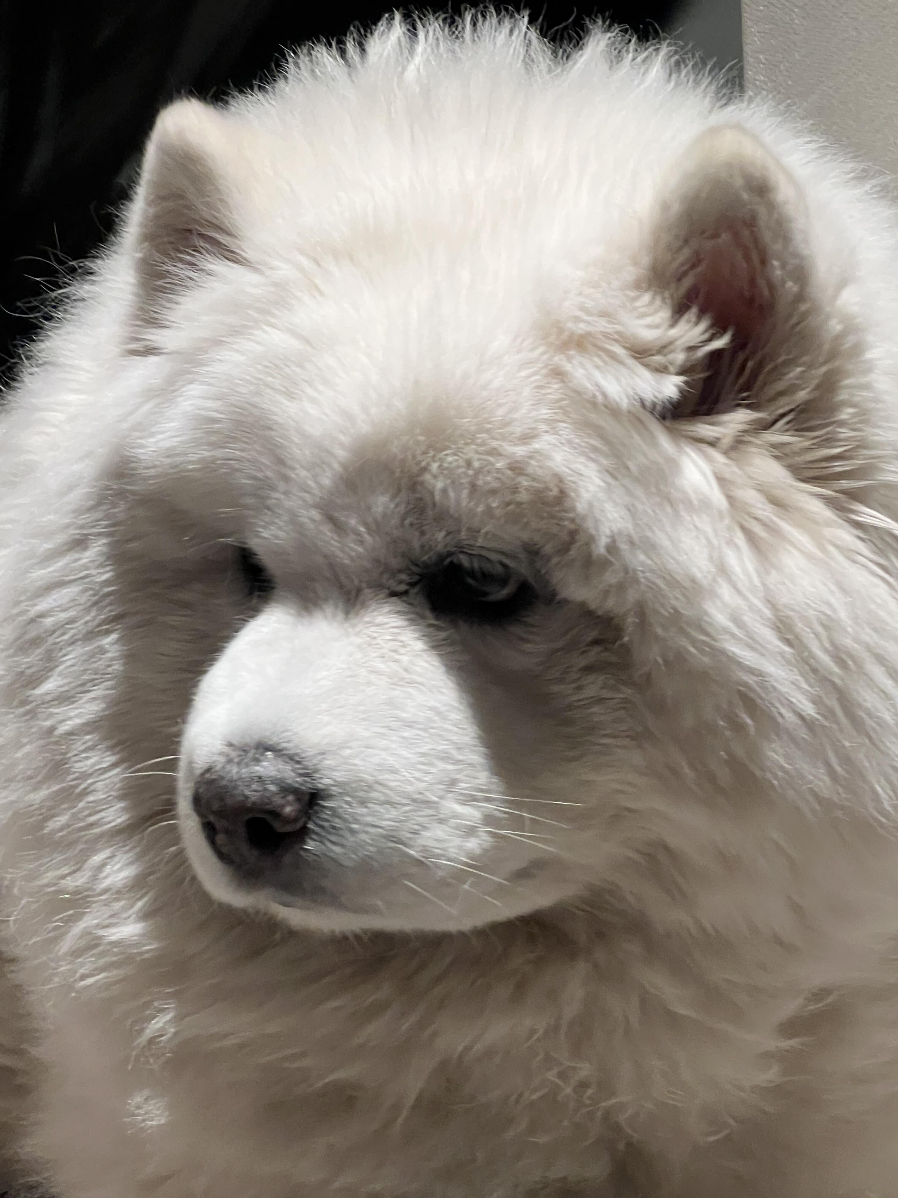 宝宝，你是一个白面馒头耶