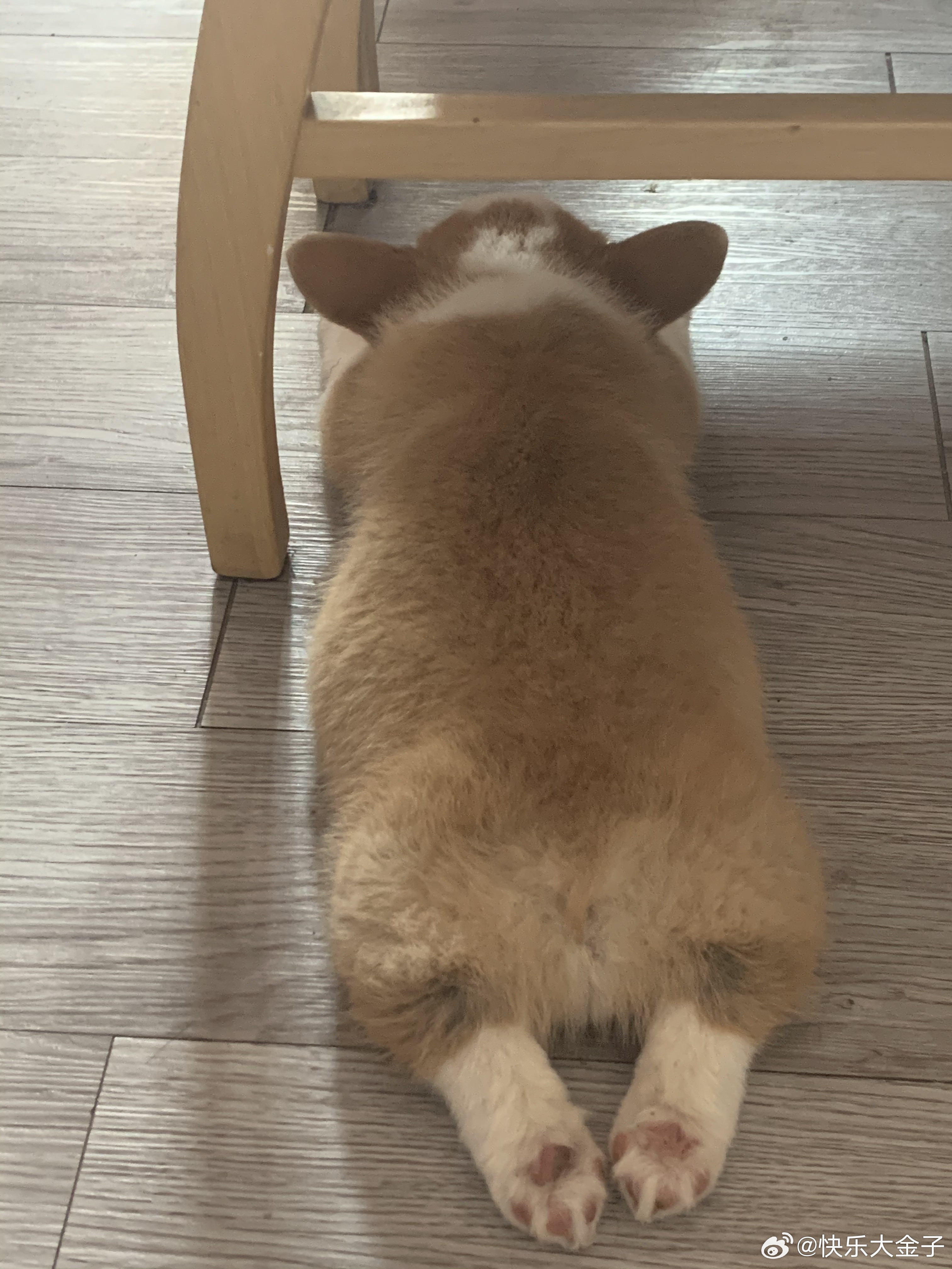 刚给Joker抱回家才拖鞋那么大小时候还板鸭趴，慢慢长大就只一条腿伸在后面，我怀