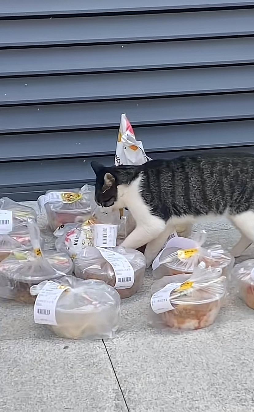 万一是猫咪点的外卖呢？