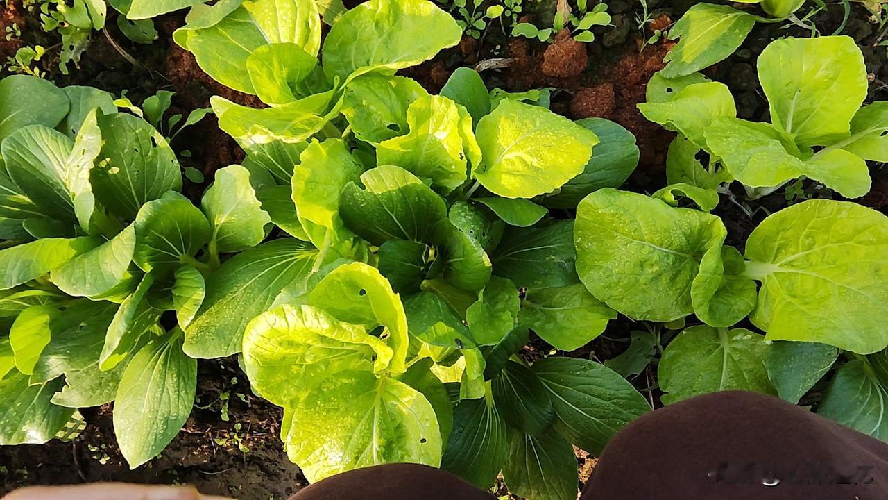 我在新疆某地区，生活成本一点不低，小青菜十块多一公斤，绿色蔬菜最便宜的好像就是上