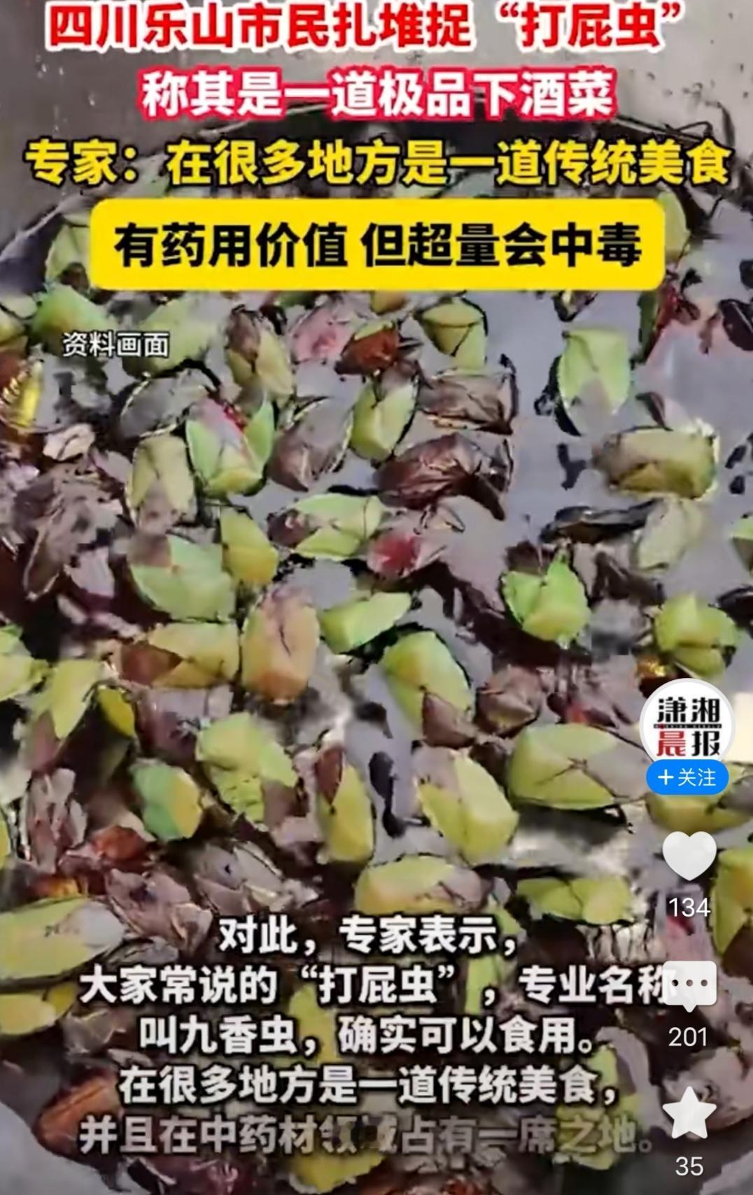 又开眼界了！四川乐山市民扎堆捉“打屁虫”，约500元/斤，专家：在很多地方是一道