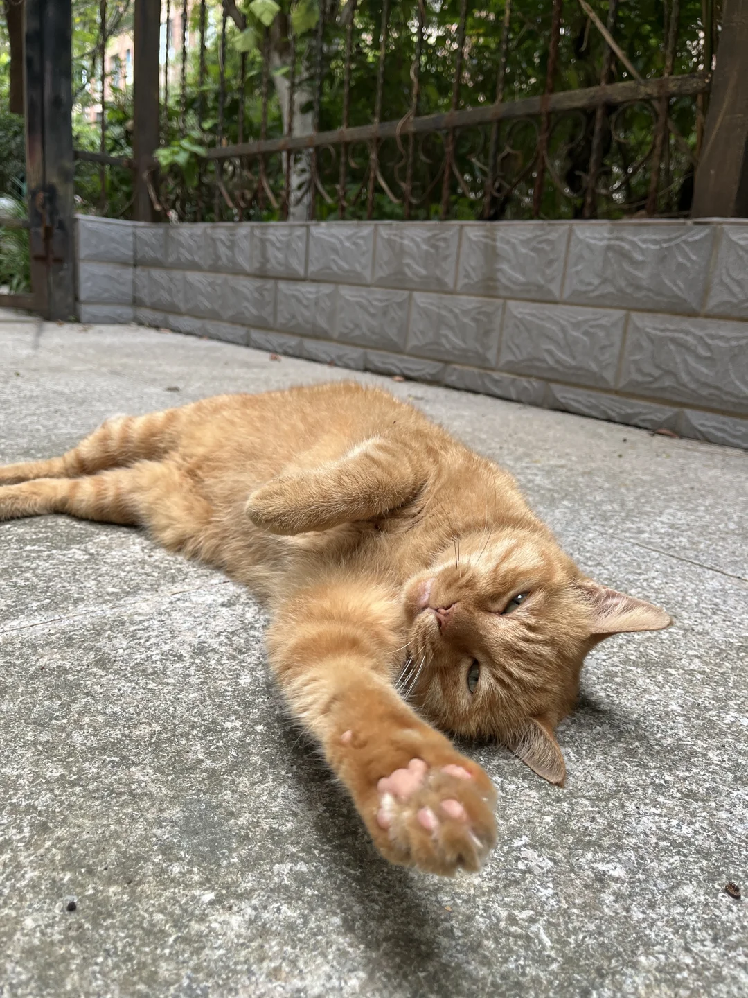呆瓜外婆把小区流浪猫喂成猪🐷了