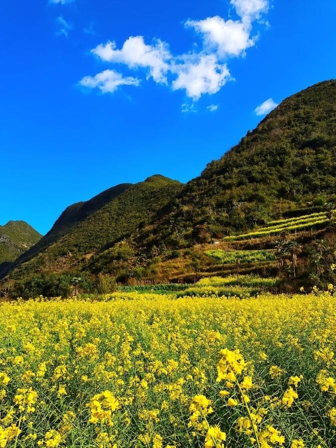春日美景｜晒图笔记大赛晴空万里，远山连绵，漫山油菜花铺成一片滚烫的春日金海