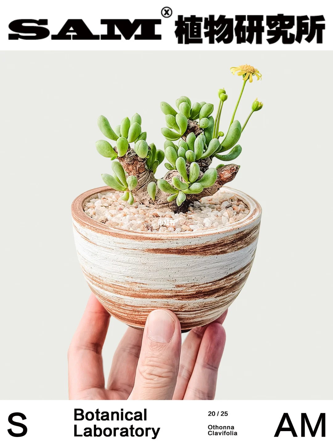 卡拉菲厚敦菊｜Othonna Clavifolia