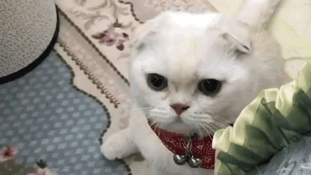 猫咪救人真实视频 4689465871863022933.jpg?id=0