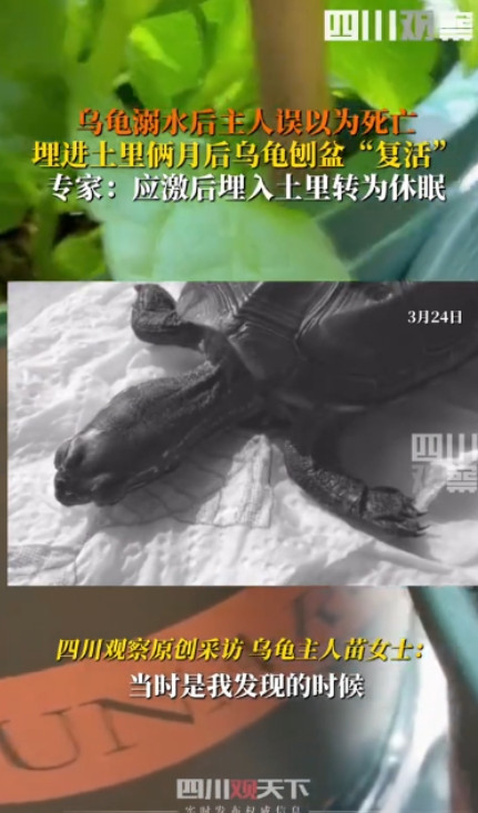 大开眼界！”四川成都，一女子发现家养乌龟溺水死亡，抢救无果后便将乌龟埋入花盆，种