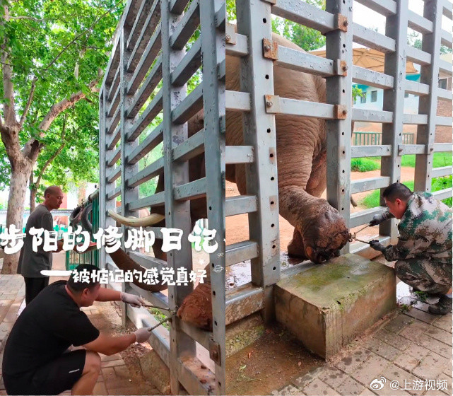 #郑州动物园一亚洲象足部严重变形#【郑州动物园一头亚洲象足部严重变形，园方：已持