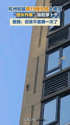 笑不活了！杭州三只松鼠组团爬19楼偷粮，网友：打工人本人了！杭州小区上演硬核觅