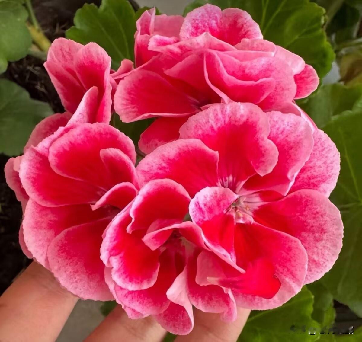 很喜欢那些细碎的小美好，比如赏花，拍花、欣赏美景，没有太多惊喜，但很温馨纯粹，从