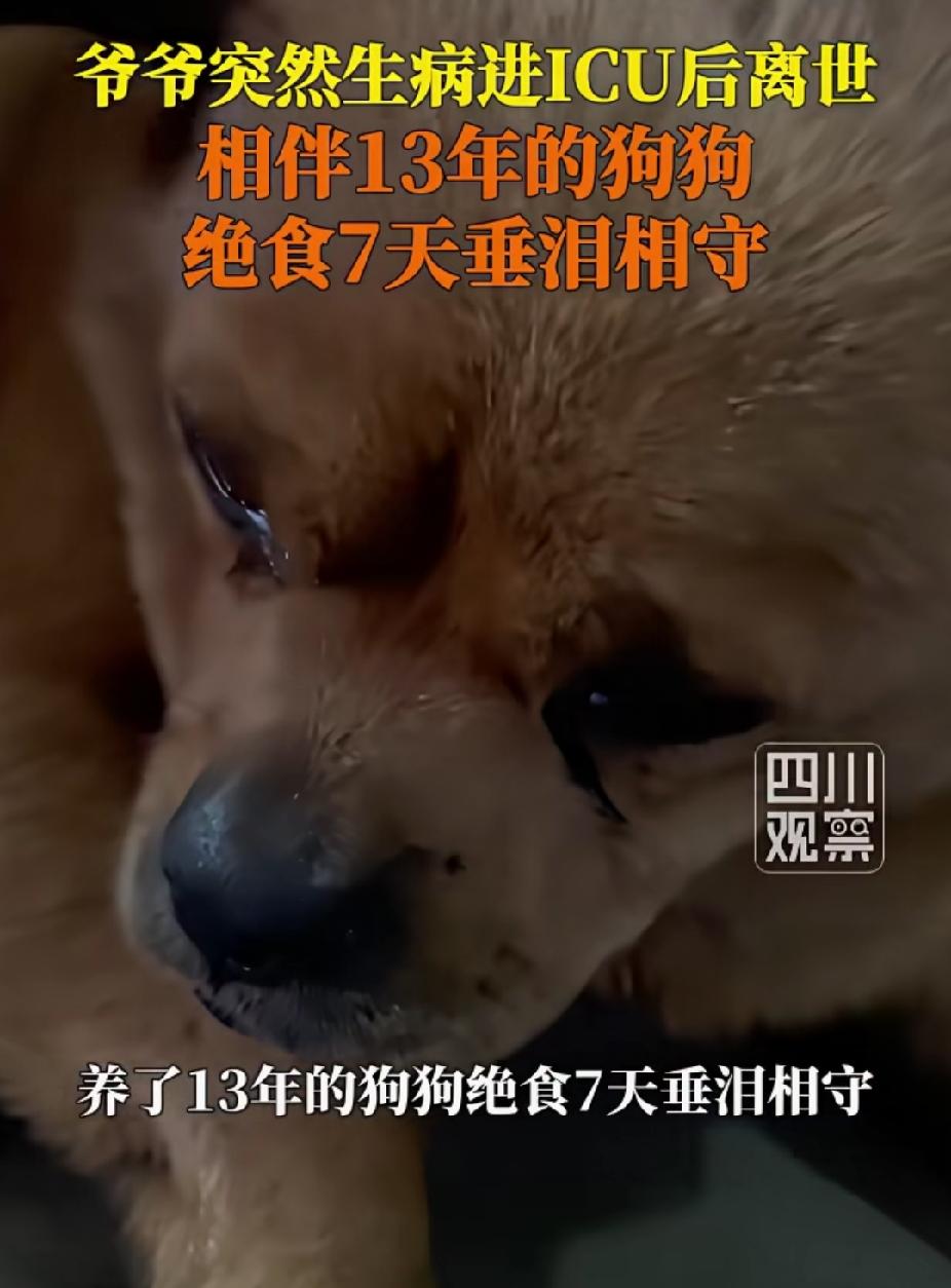 泪目了！四川雅安，一位老人突然生病进ICU后离世。没想到，他养了13年的狗狗绝食