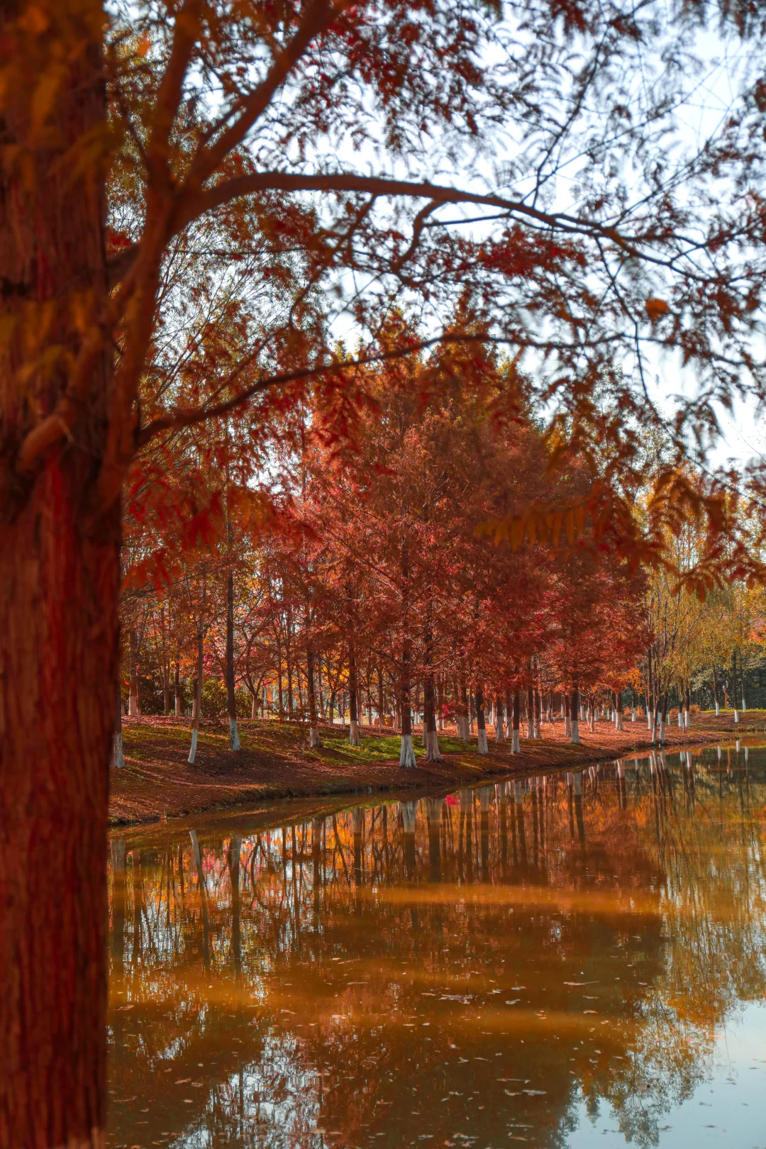 西安人有自己的莫奈花园…错过等1年！！