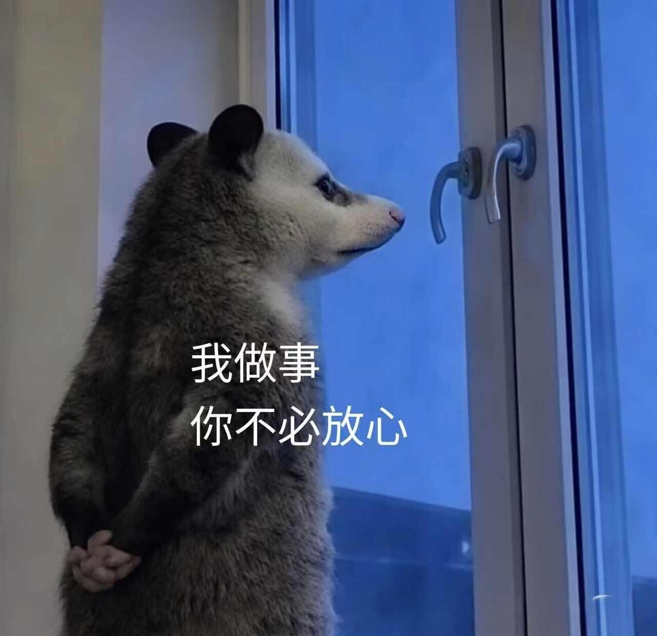 明知山有虎，那我不去明知山不就好了负鼠表情包明知山有虎鼠鼠搞笑表情包鼠