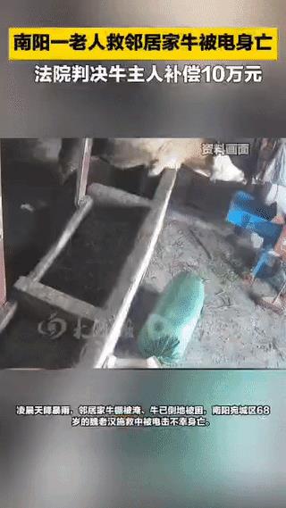 河南南阳，一68岁老汉在暴雨天见隔壁邻居家的牛快淹死了，便上前要解开牛绳救牛。不