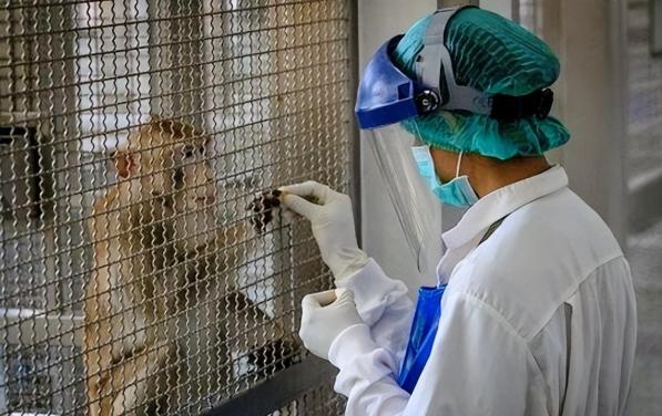 美国又出了件让人傻眼的事，28号下午密西西比州59号高速上，一辆拉着实验猴的卡车