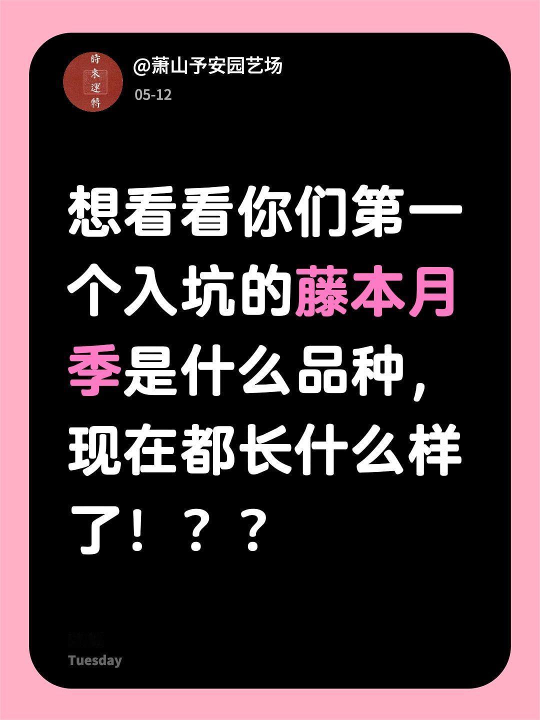 你们入坑的第一个藤本月季是什么品种？想看看你们第一个入坑的藤本月季是什么品种，现