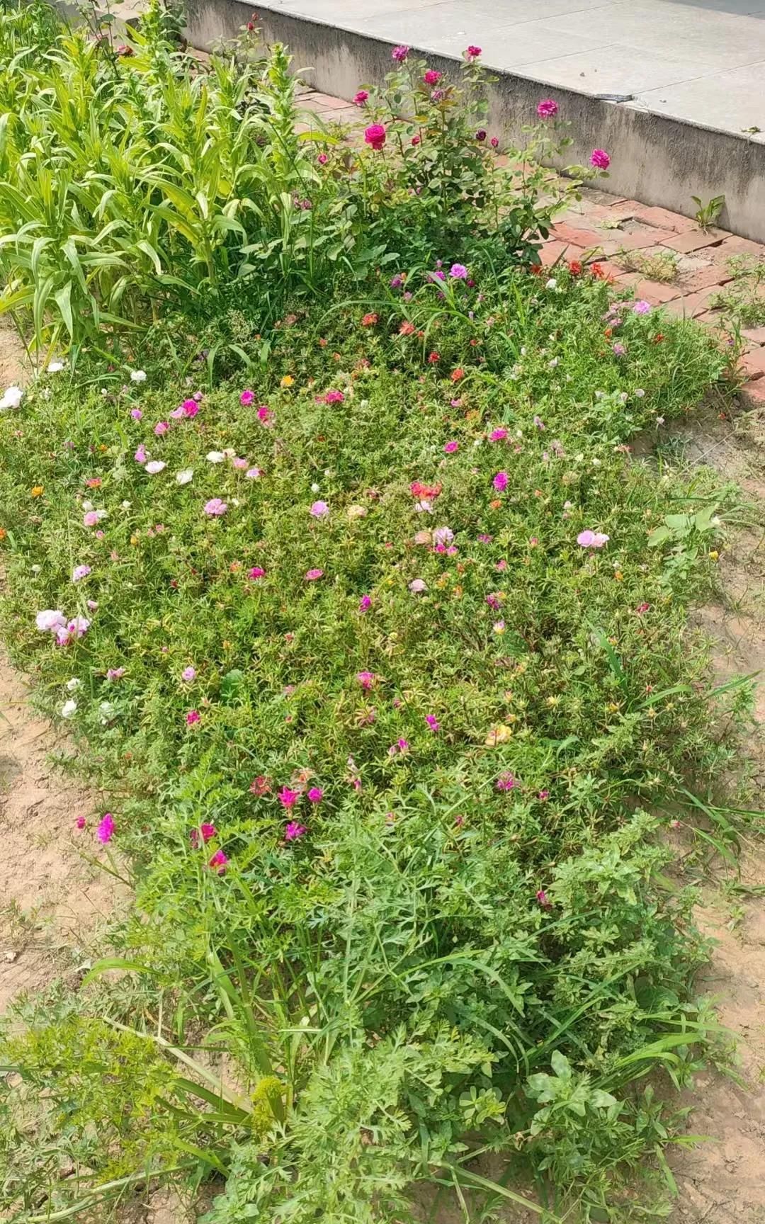 如果喜欢花草，在农村的大院子可以随心所欲的种植，这太阳花种在地上比种在花盆里可强