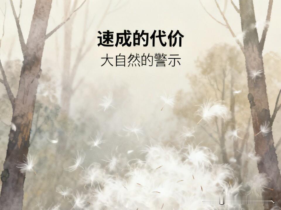 这白茫茫一片，以为是雾，实则是杨絮。当年为了快速绿化、快速见成效，大面积栽种