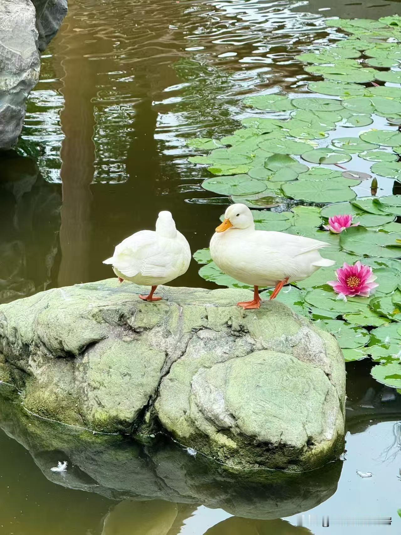 你有没有算过这笔账：100万元现金每月要是花4200，能花20年。可100万房贷