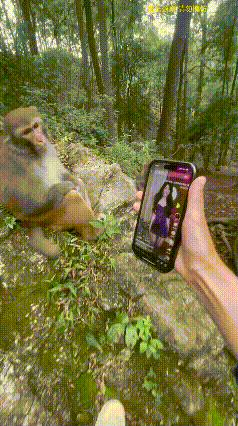 两脚兽:猴哥快来看紫霞仙子！猴哥:去你丫的，什么妖怪，你以为我火眼金睛是摆设