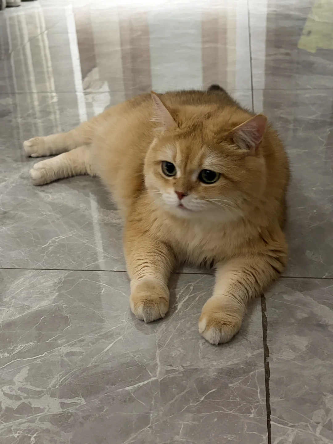 有了宝宝之后经常会觉得对不起我的小猫