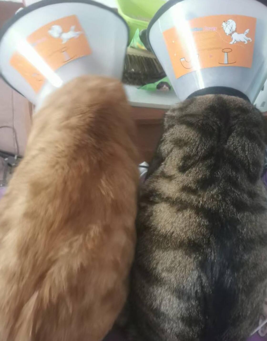 因为是双胞胎猫兄弟所以做什么都像复制粘贴​​​