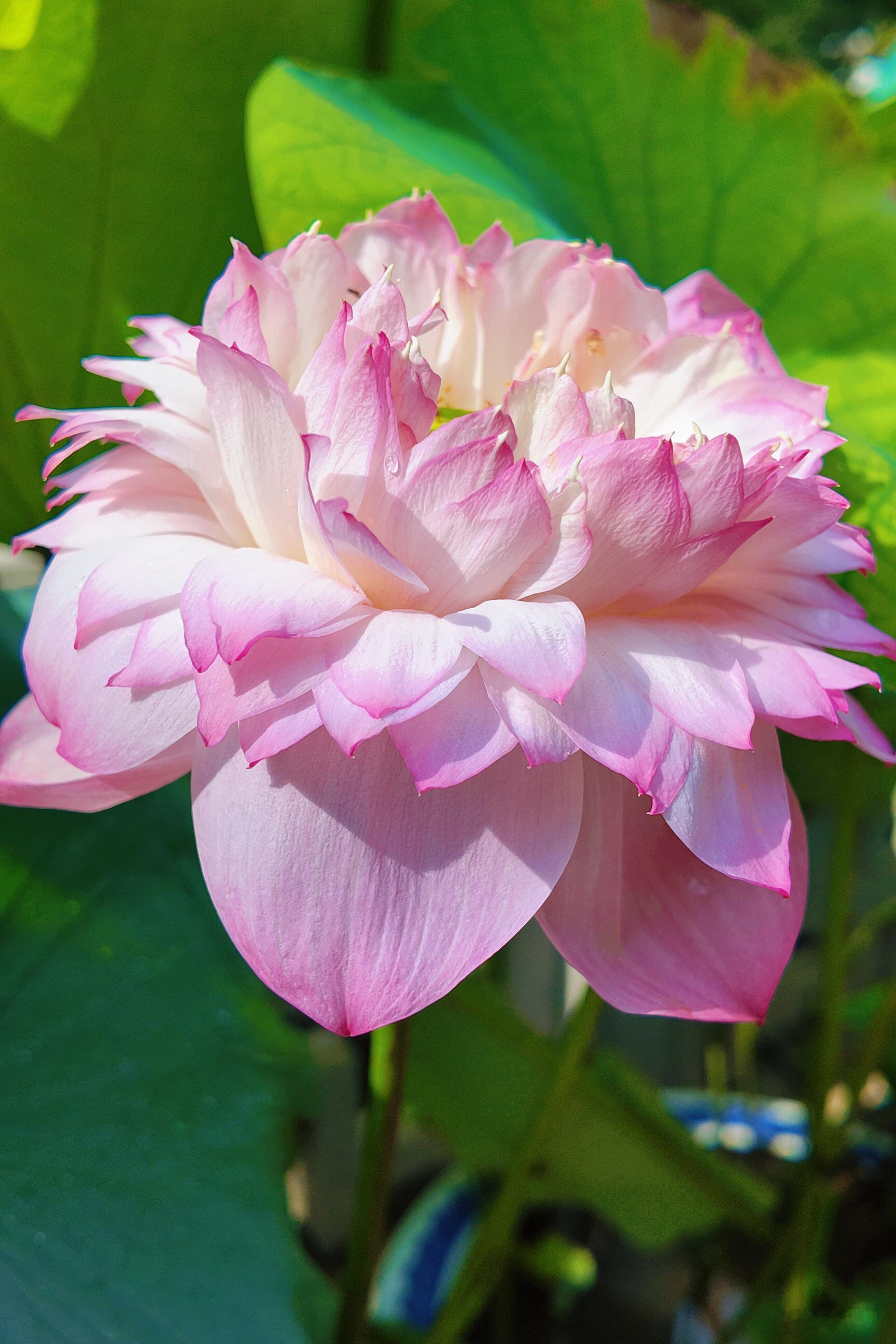 6月荷花季广州最禅意的荷花，开在六榕寺！每年六月，都会来六榕寺欣赏清新雅致的荷