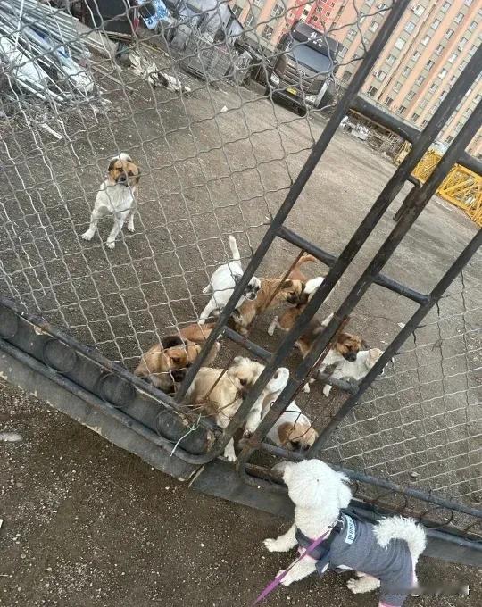 老头在废弃的工地里养了十来只流浪狗，开始大家都说老头有善心收留流浪狗。直到后来有