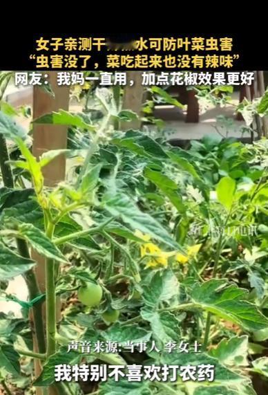 河北石家庄，一女子种了两年半叶菜，屡次被蚜虫啃成“蕾丝”，草木灰、大蒜水全试遍，