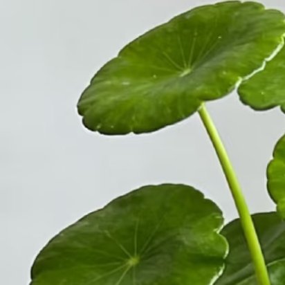 2000铜钱草的种植及养护一、种植方式1.半土半水（长势最好、爆盆最快，首选