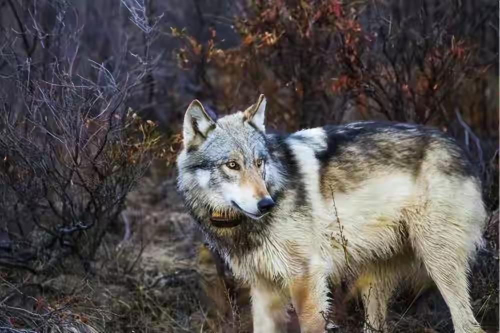 野狼围攻牲口和解放军在荒凉的阿拉善荒原上，曾经发生过这样令人心惊胆战的故事。