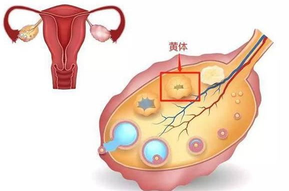 黄体是什么，每个女生都要了解！19岁女大学生从上铺跳下来，结果黄体破裂，腹腔出