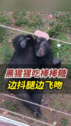 “彻底解释不清了！”山东威海，一个小孩和妈妈逛动物园，不小心把糖掉进去了，黑猩猩