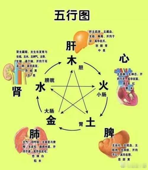 为什么，治疗肺脏疾病，必先补脾？脾土生肺金——土生金！因为，在中医五行中，土对应