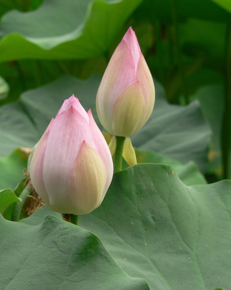 生活九个小常识，第一个是隔夜鸡蛋不吃，第二个是隔夜茶不喝，第三个是隔夜菜