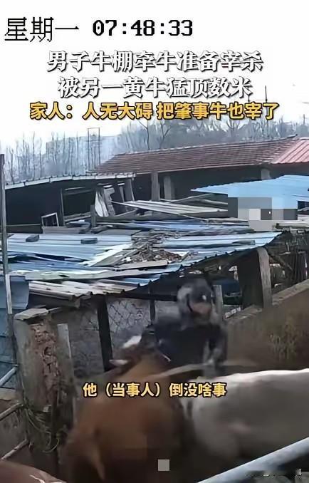“这牛太可怕！”最近山西有个大哥准备宰牛，刚进牛棚牵牛，身后另一头黄牛突然冲过来