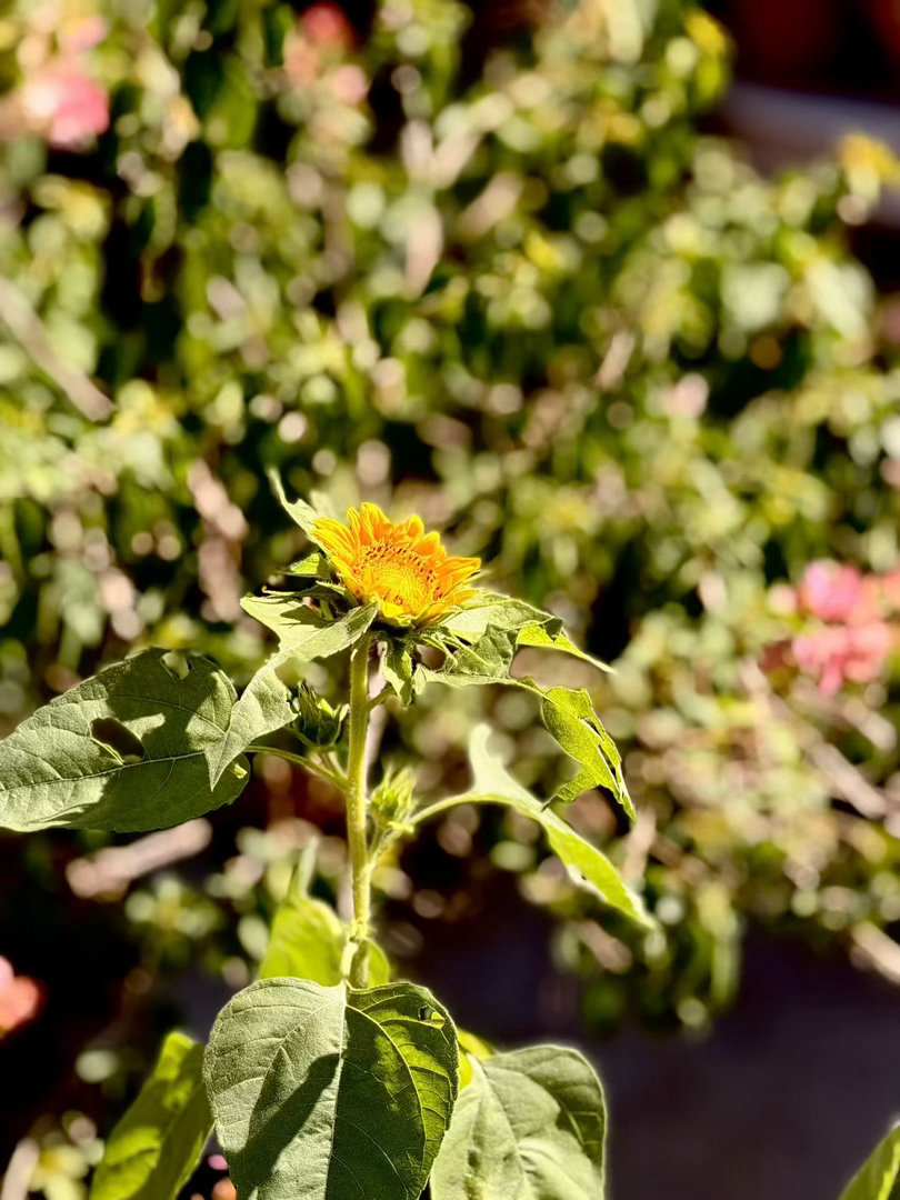 陈规花园的花开了。秋天还是很美的。​​​