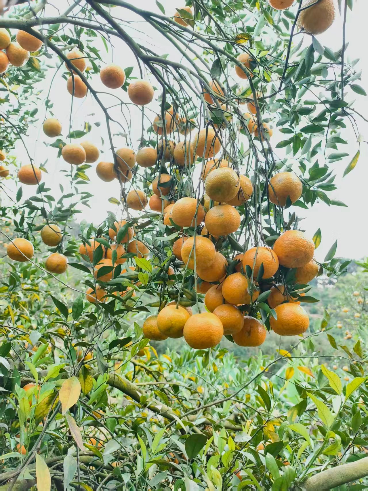 浦北陈皮老树富硒浦北陈皮种植历史悠久。浦北县北靠六万大山，南临北部湾。六万大