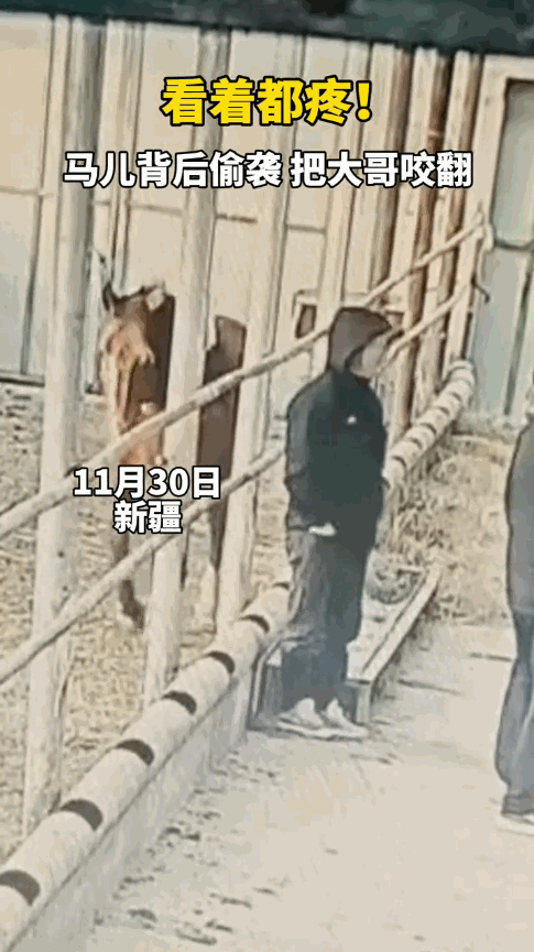 “笑不活了！”11月30日，新疆塔城，一匹母马怀孕后，工作人员将其带到单间检查，