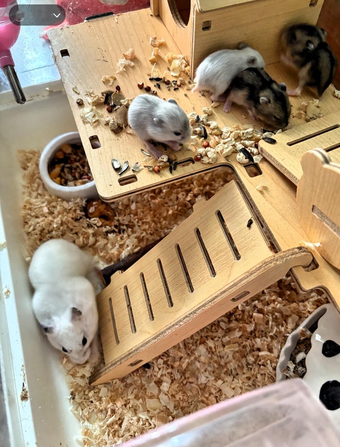 分享我这周有趣的事：上周末给我家仓鼠“团团”换笼子，我把旧笼子里的木屑倒出来