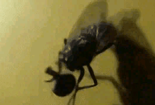 苍蝇搓手为什么会意外截头苍蝇的头部与身体仅由一个极细的连接点（颈部）相连。相比