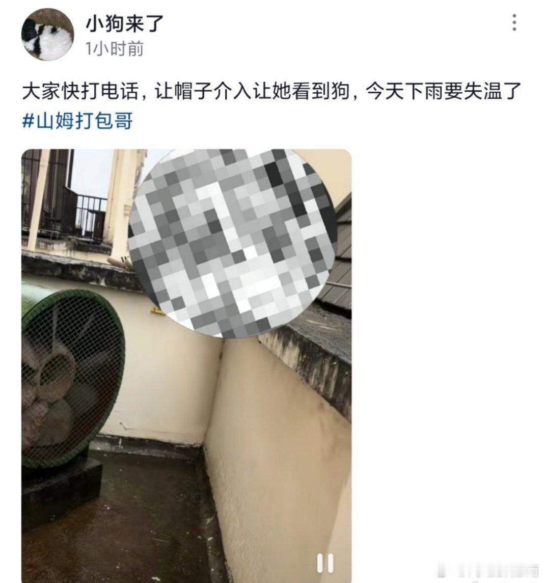 重庆山姆打包哥，有点残忍！打包哥假意领养猫狗，背地里残忍虐杀小动物，恶行令人发指